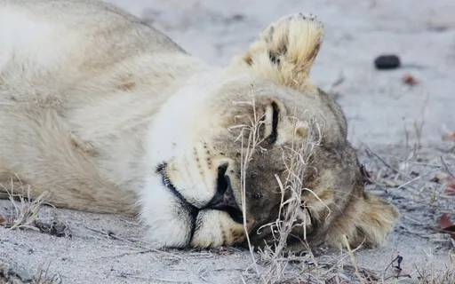 Sense Of Being Alive