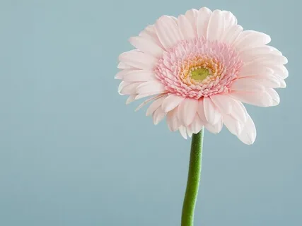 Sense Of Enough Meditation