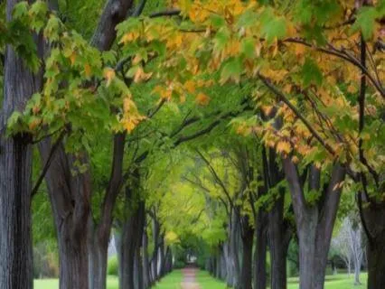 Senses Of Fall