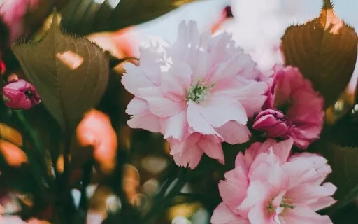 Sensing Into The Heart