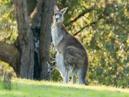Sensitive Beings Anxiety Meditation