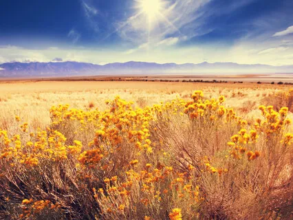 Sensory Appreciation