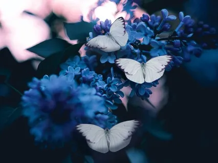 Sensory Awareness Meditation (The Butterfly)