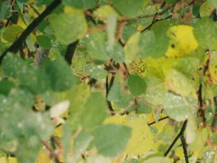 Sensory + Breath Centering Meditation