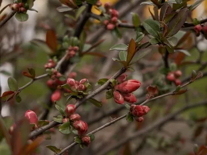 Sensory Control Is Must For Succeed In Meditation