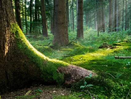 Sensory Grounding Meditation For Stress And Anxiety