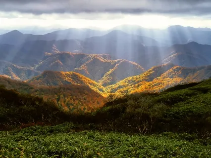Sensory Immersion Forest Meditation