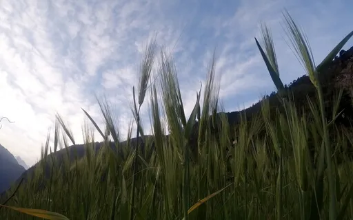 Sensory Nature Reconnection Meditation Through Sight