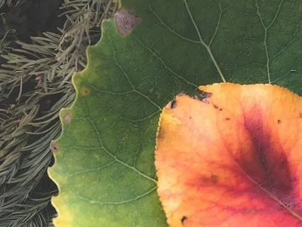 Somatic Sensory Orienting: Find Nervous System Ease