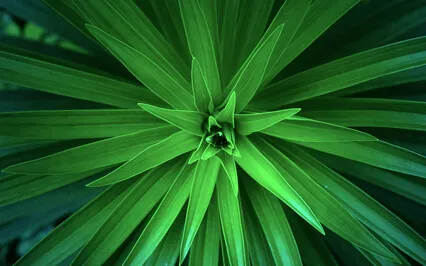 Sensual And Lush Harp