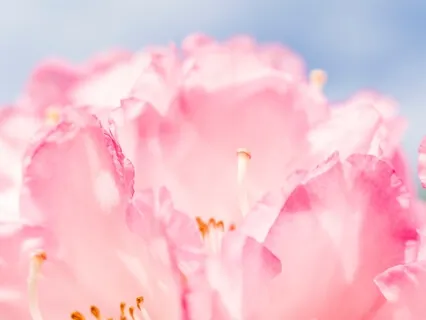 Sentir-se Abundant - Meditació en Català