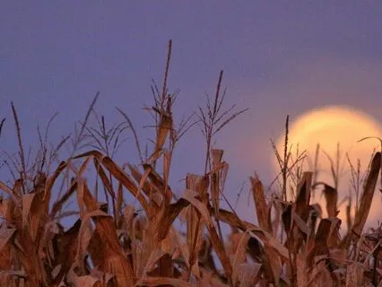 September Harvest Full Moon Guided Meditation | Abundance