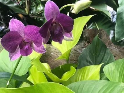 Sequential Pranayama And Meditation 1