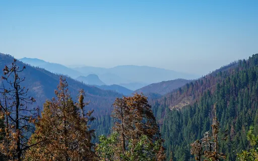 Sequoia Sound Bath (Crystal Bowls)