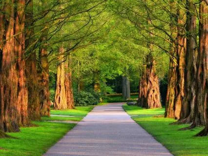 Serenade Across The Golden Canopy