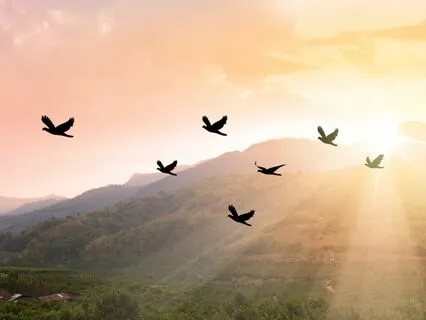 Serene Birds & Piano: 2 Hours Of Nature Sounds