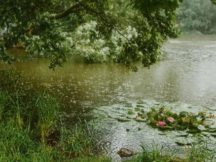 Serene Cello Music For Reflection And Stillness