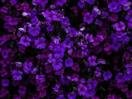 Serene Dreaming: Singing Sound Healing