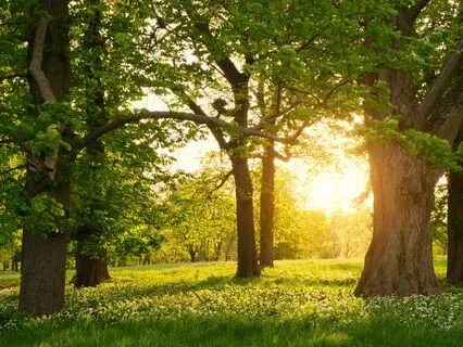 Serene Dreams: Music For Deep Sleep