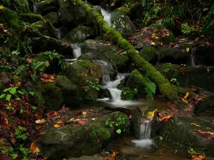 Serene Forest Setting To Rest, Relax, And Recharge