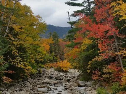 Serene Forest Setting With Alpha Waves
