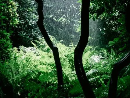 Serene Mindfulness: Rainy Day In Nature (25 Minutes)