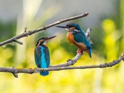 Serene Nature Soundscape: Calming Songbirds In The Forest