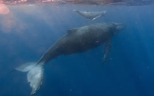 Serene Nature Soundscape: The Sounds Of Whales