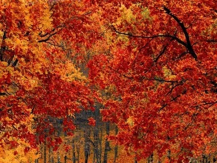 Serene Oasis Meditation For Stress Relief