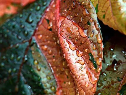 Serene Rainfall - Deep Sleep & Meditation Rain Nature Sound