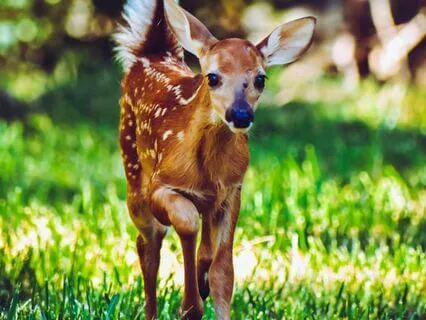 Serene Reflections: Affirmations For Anxiety Reduction