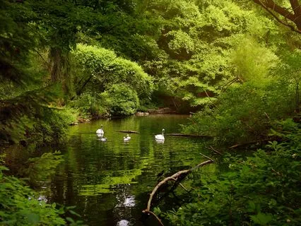 Serene Reflections: Calm Your Thoughts