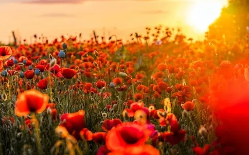 Serene Spaces Guided Meditation