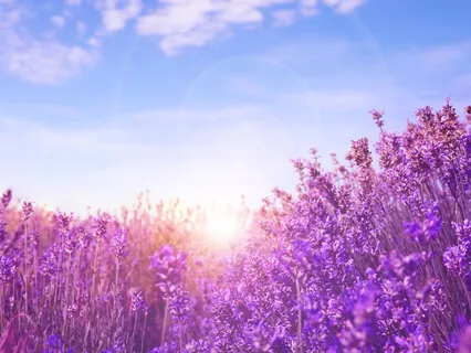 Lavender Light Of Love