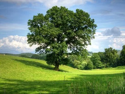 Serene Summer Meadow Dreams - Music & Nature