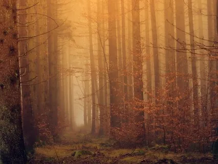 Serene Tranquility Music For Relaxation