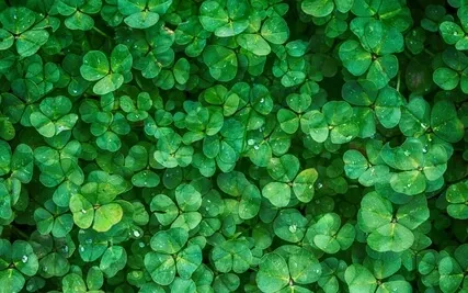 Serene Tranquility with 174 Hz