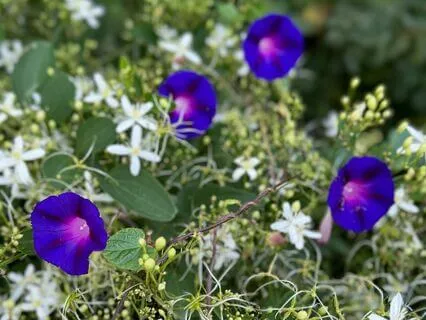 Serene Vocals For Inner Peace