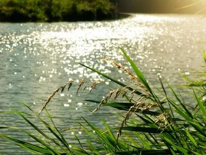 Serene Waves Of Meditative Calm