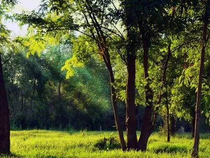 Serene Woodland Harmony: English Summer Time