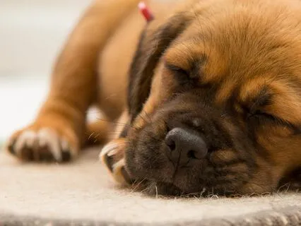 Serene Zen Melodies for Deep Sleep