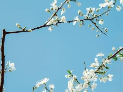 Sereniq: Gentle & Calming Guitar Music