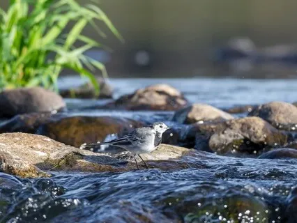 Serenity - A Tranquil Stream With Avian Melodies