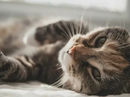 Serenity And Stillness In Yoga Nidra With Cat Guidance