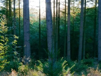 Serenity: Birdsong Meditation For Calm