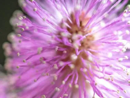 Serenity Flute – Music for Focus and Relaxation