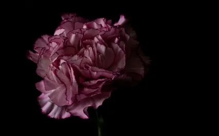 Serenity For The Soul: 4.2Hz Theta And F2