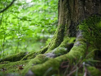 Serenity Forest Slow Piano (River & Birds) For Meditation