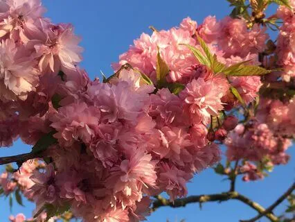 Serenity In Spring  - Celtic Harp For Relaxation