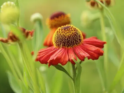 Serenity In The Enchanted Field